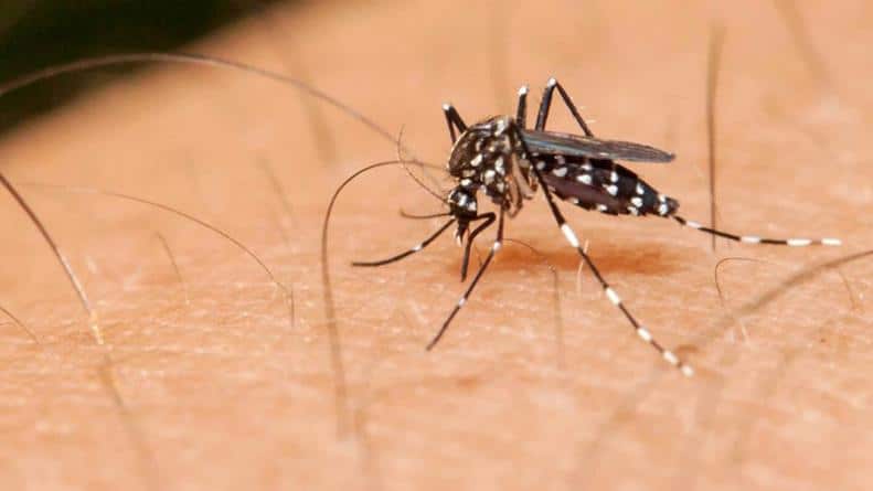 DENGUE