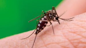 DENGUE