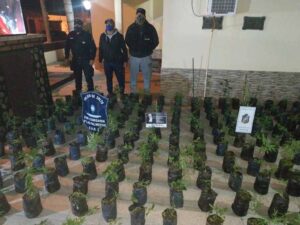 MARIHUANA SALTA