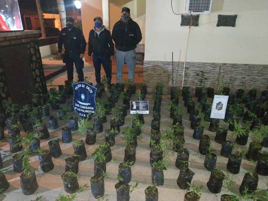 MARIHUANA SALTA