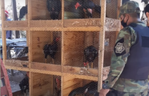GALLOS DE RIÑA