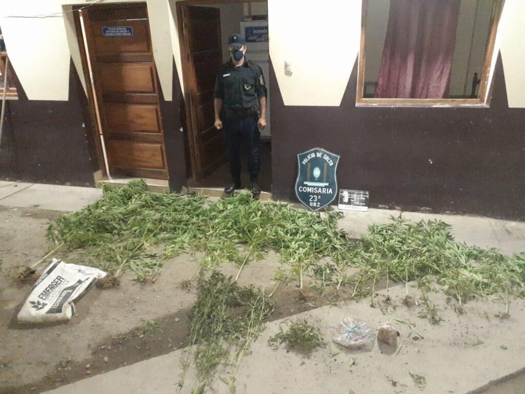 COLONIA MARIHUANA