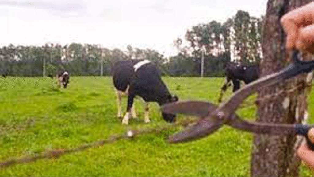 ROBO VACAS