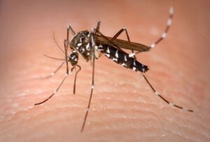 DENGUE