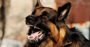 PERRO RABIA