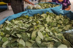 HOJA DE COCA