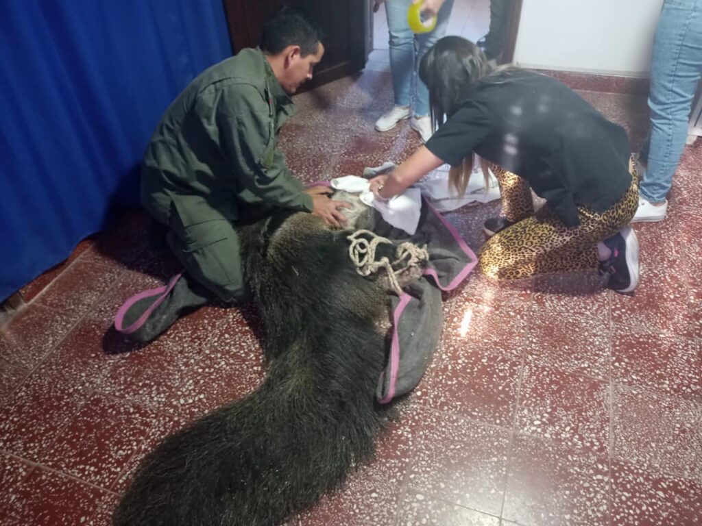 OSO HORMIGUERO