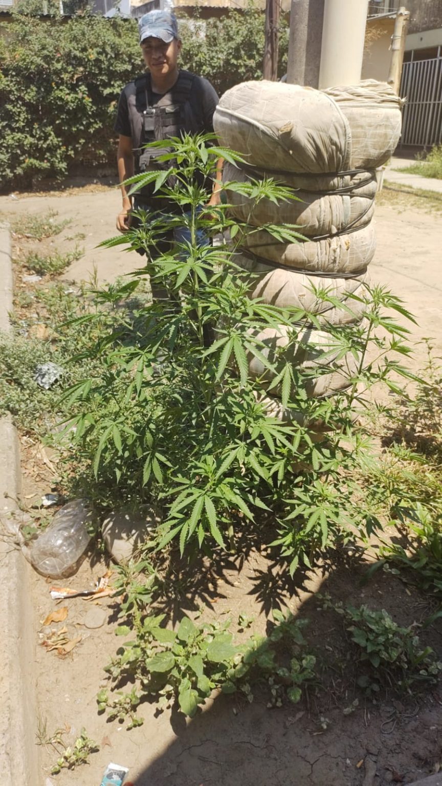 MARIHUANA 402