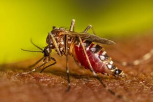 DENGUE