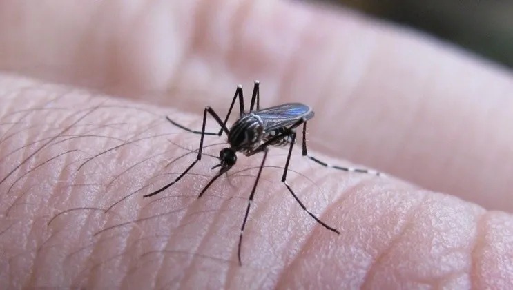 DENGUE WEB