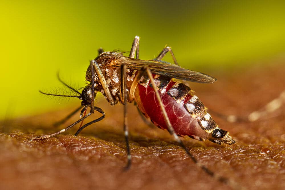 DENGUE