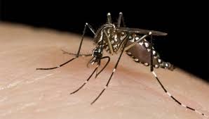 DENGUE SALTA