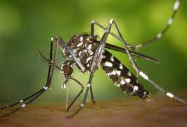 DENGUE OK