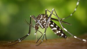 DENGUE