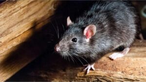 HANTAVIRUS