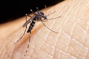 dengue ok