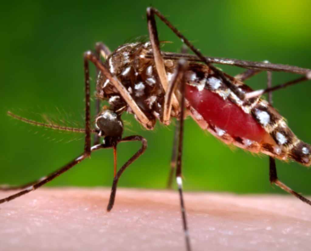 chikungunya