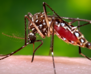chikungunya