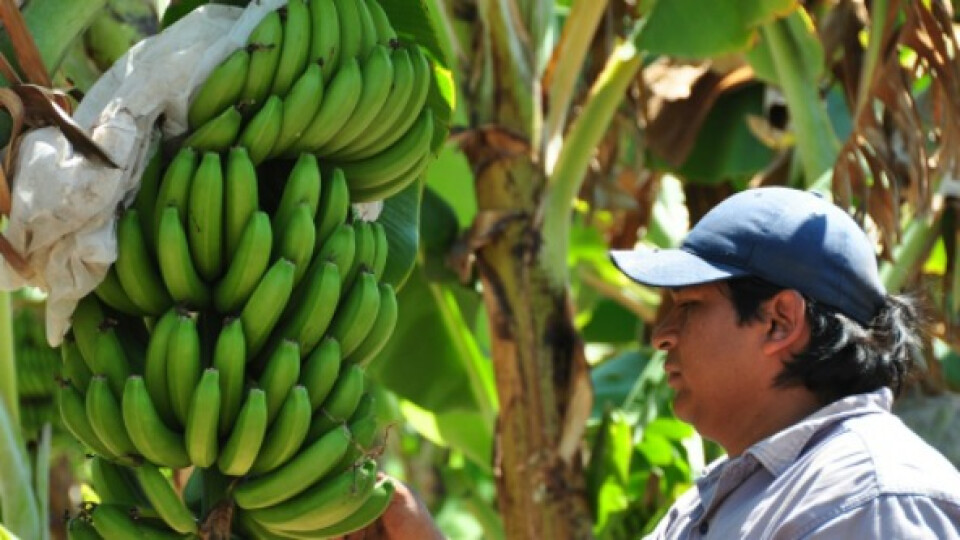 BANANA SALTA