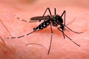DENGUE